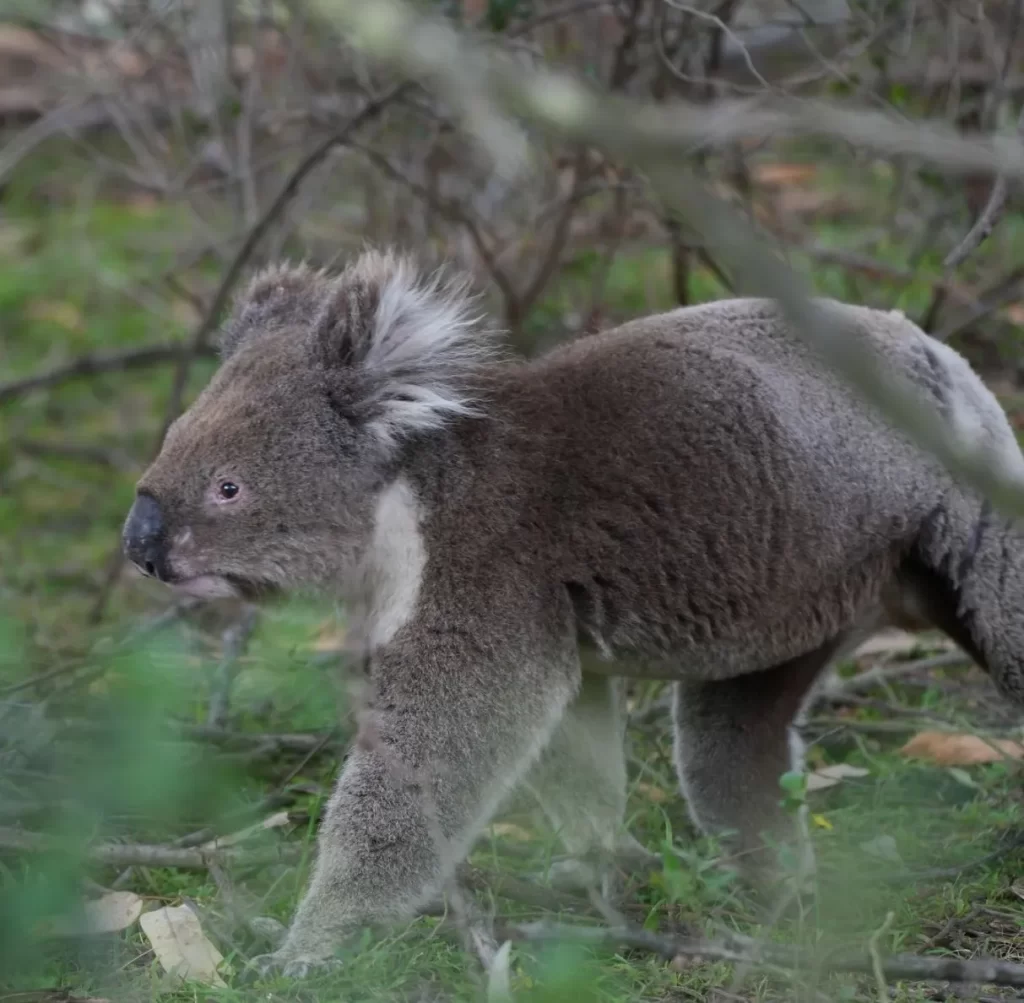 Koala Conservation Reserve