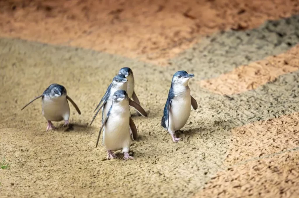 Penguin Parade